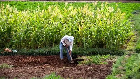 Image of a man Farming