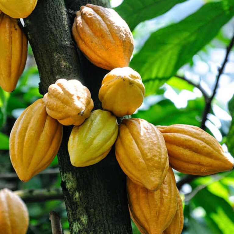 Cocoa fruit